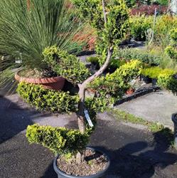 Dosanveira Servicios De Jardineria, Pola de Siero