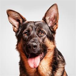 ConductCan, educación canina y residencia para perros Barcelona, Lliça de Vall