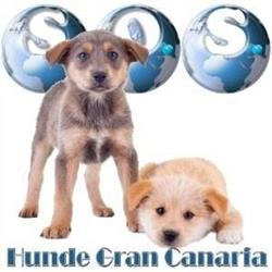 SOS-Hunde GC, Telde