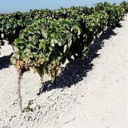 Vinos según Cede, Sanlúcar de Barrameda