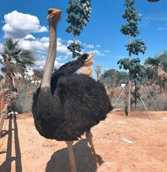La Mascota i el Jardí, Ríudoms