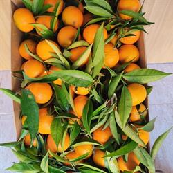 BRUNO CITRUS S.L., Alcanar