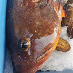 Pescaderia TONI ., Puerto del Rosario