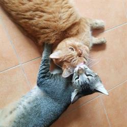 Clínica Veterinaria Maioris, Maioris Decima