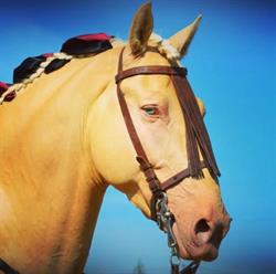 La Magia del Caballo, San Miguel del Camino