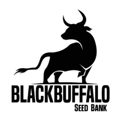 Black Buffalo Seed Bank, Vigo