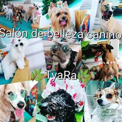 Salón de Belleza Canina Tyara, Málaga