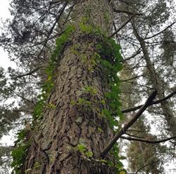 Serrerias Garolera, Cassà de la Selva