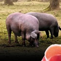 Iberduque, Hinojosa del Duque