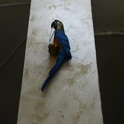 Pepita D'oro, Guía de Isora