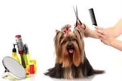 Peluqueria canina Ana Martinez, Mula