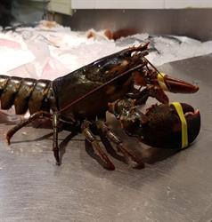 Pescados PARDO, Gallur
