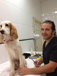 Peluqueria Canina Totana, Valencia