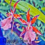 Quisqueyatravel’s Soul Qtras, Ribes de Freser