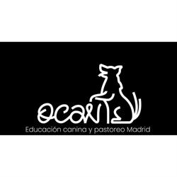 OCAN educación y actividades caninas, Cinco Villas