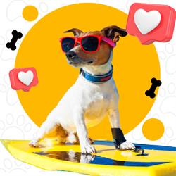 HOTEL CANINO PATITAS - Hotel y Guardería para perros en Albox, Almería