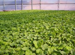 Viveros y Semillas Hortiplant, S.L., Fuente Carreteros