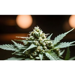 Chapeau Weed Club Barcelona