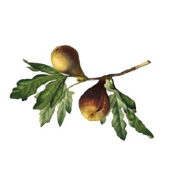La Bacorera, Aigües
