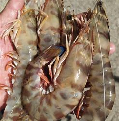 Pescadería Regli Carnavá, Chipiona