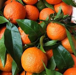 Fruteria chrif archidona, Archidona