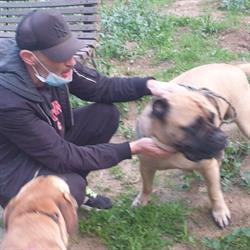 Adiestra2 / Adiestrador Canino en Barcelona y alrededores