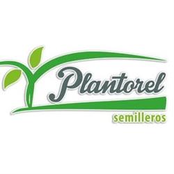 Semilleros Plantorel, Consuegra