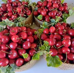 Frutas Salgueiro, Dena