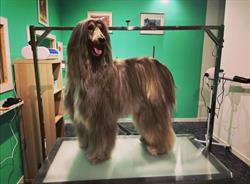 Xiros Peluqueria Canina, Valladolid