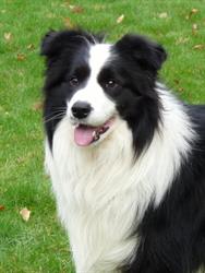 Kennel can, Serinya