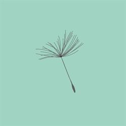 Dandelion, Burgos