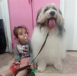 Barber Dog, Málaga