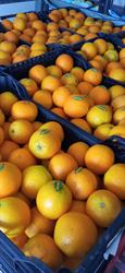 Frutas Hermanos Benítez, Cártama