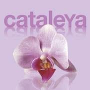 cataleyamasquemoda, Valencia